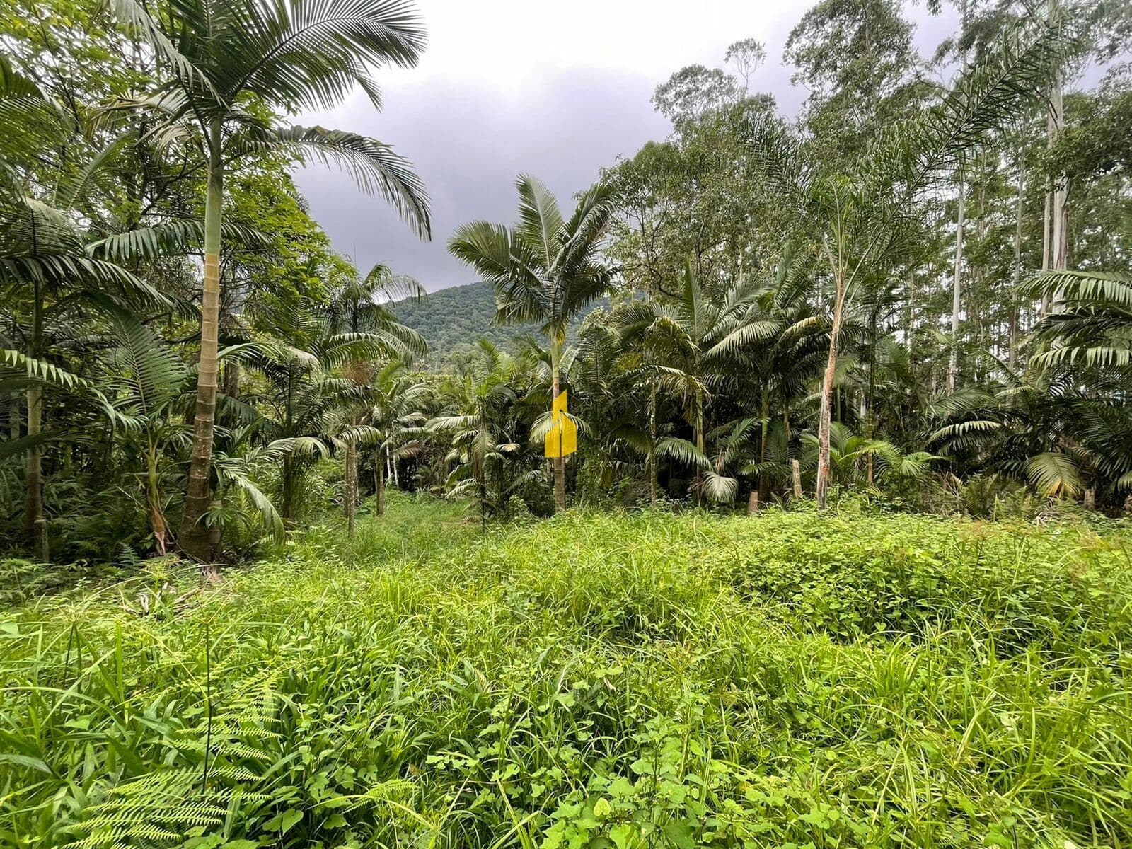 Terreno em Rio Cunha em Rio dos Cedros
