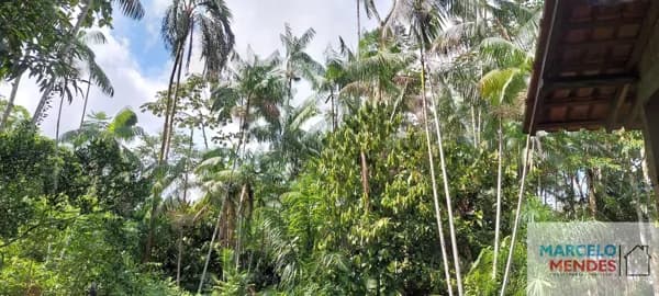 Terreno no Loteamento DENPASA na estrada de mosqueiro 100 x 1000 plantio de açaí