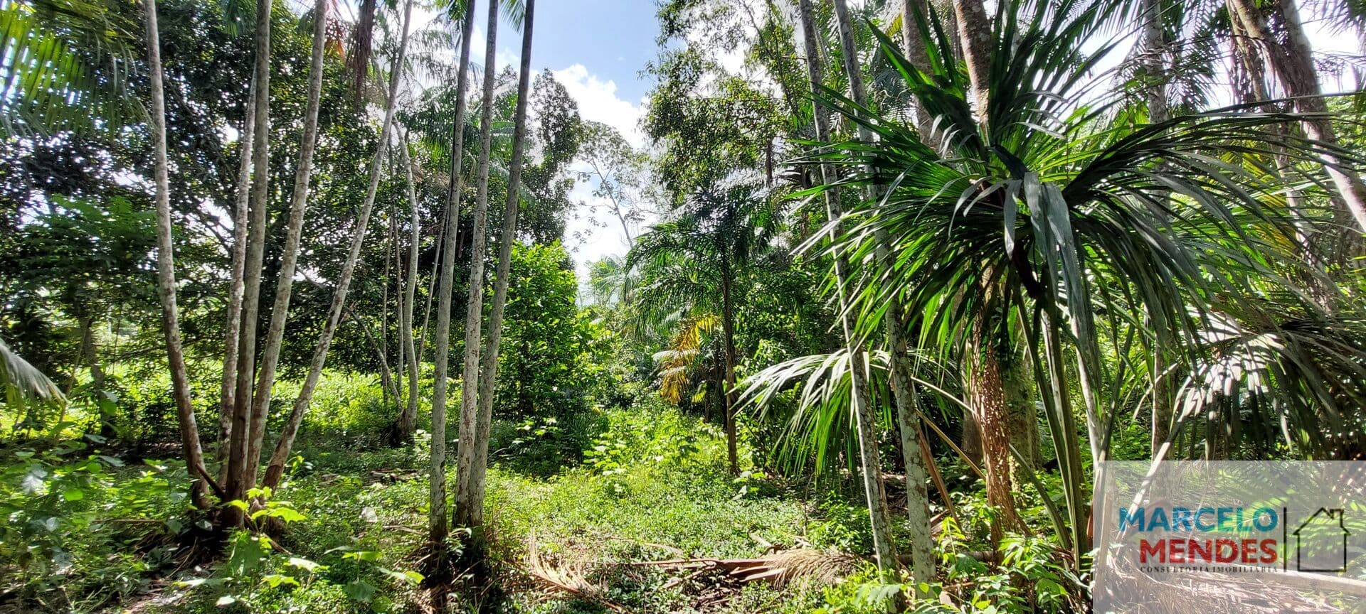 Terreno no Loteamento DENPASA para cultivo de Açaí