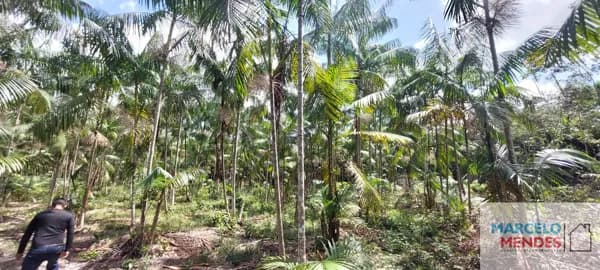 Sítio com 10 hectares com plantio de açaí (6 hectares) na estrada de mosqueiro DENPASA