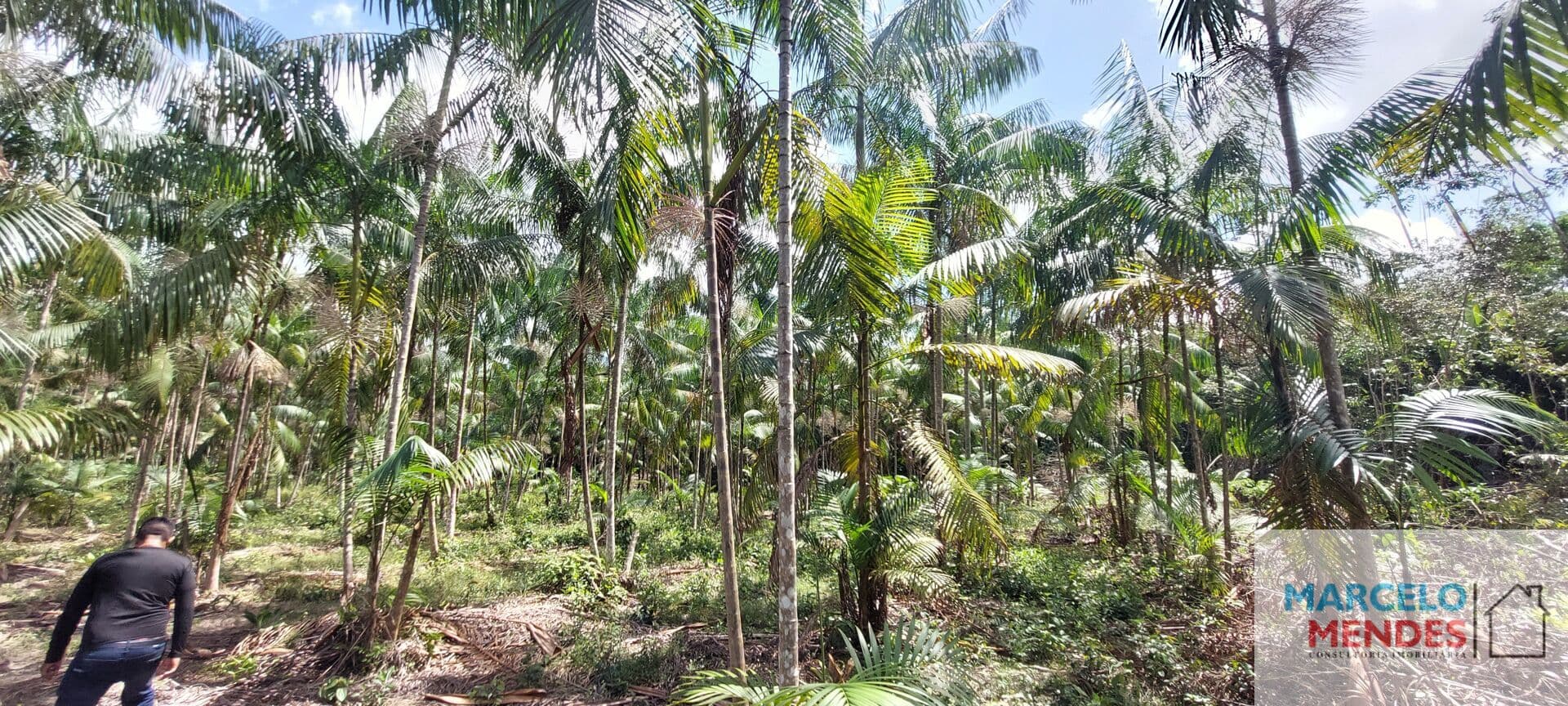 Sítio com 10 hectares com plantio de açaí (6 hectares) na estrada de mosqueiro DENPASA