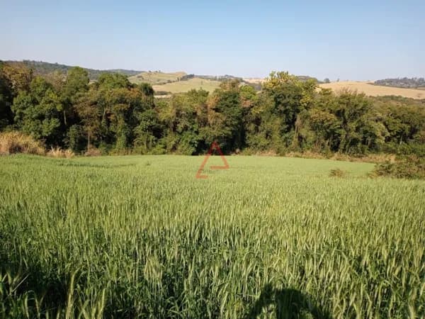 Sítio com 12 Alqueires à Venda por R$5.600.000,00, Guaravera, Londrina-PR