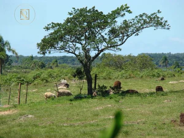 Área Rural Para Plantio e Agropecuária