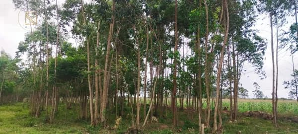 Fazenda/Sítios/Chácaras em Araranguá - Santa Rosa de Lima