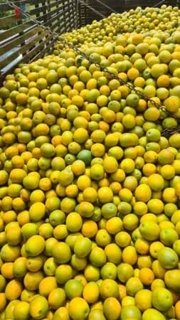 Fazenda região de Araraquara SP