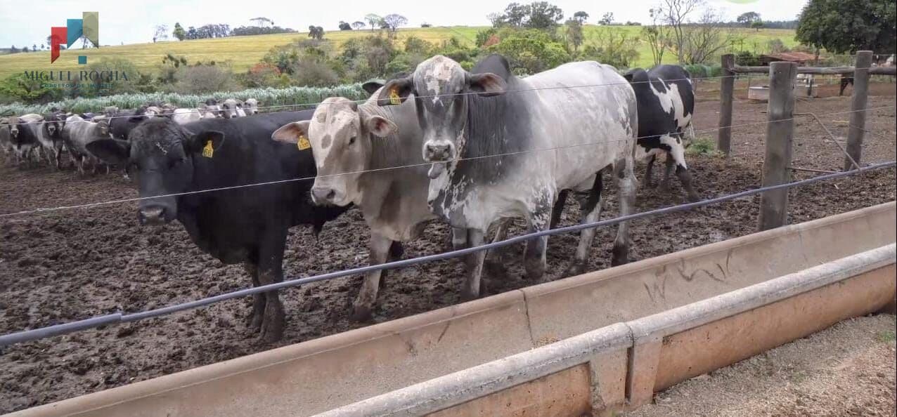 Fazenda á venda em Avaré SP