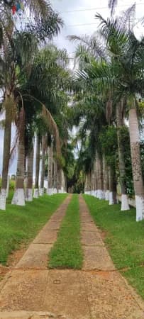 Sítio região Itapetininga SP