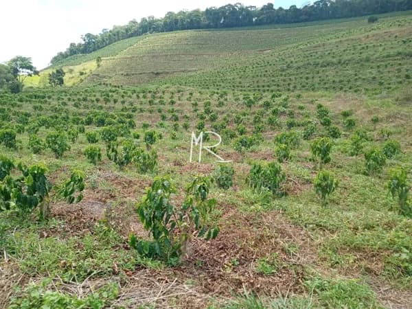 Fazenda/Sítios/Chácaras em Fervedouro - Zona Rural