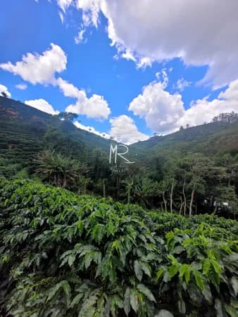 Lote/Terreno em Simonésia - Área Rural