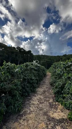 Fazenda/Sítios/Chácaras em Manhuaçu - Zona Rural