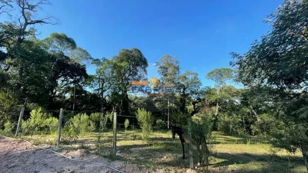 Fazenda/Sítios/Chácaras em Campo Largo - Itaqui de Cima