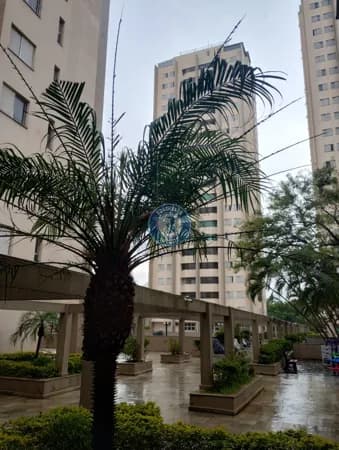 Apartamento no Jardim Marajoara - São Paulo - SP