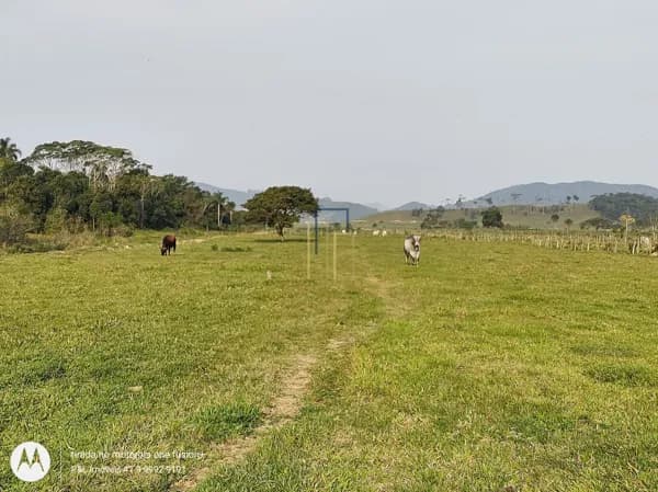 Sítio Plano com 40.000 Todo em Pastagem