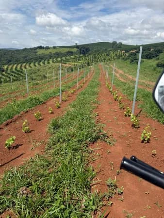 Fazenda/Sítios/Chácaras em Carmo da Cachoeira - Centro