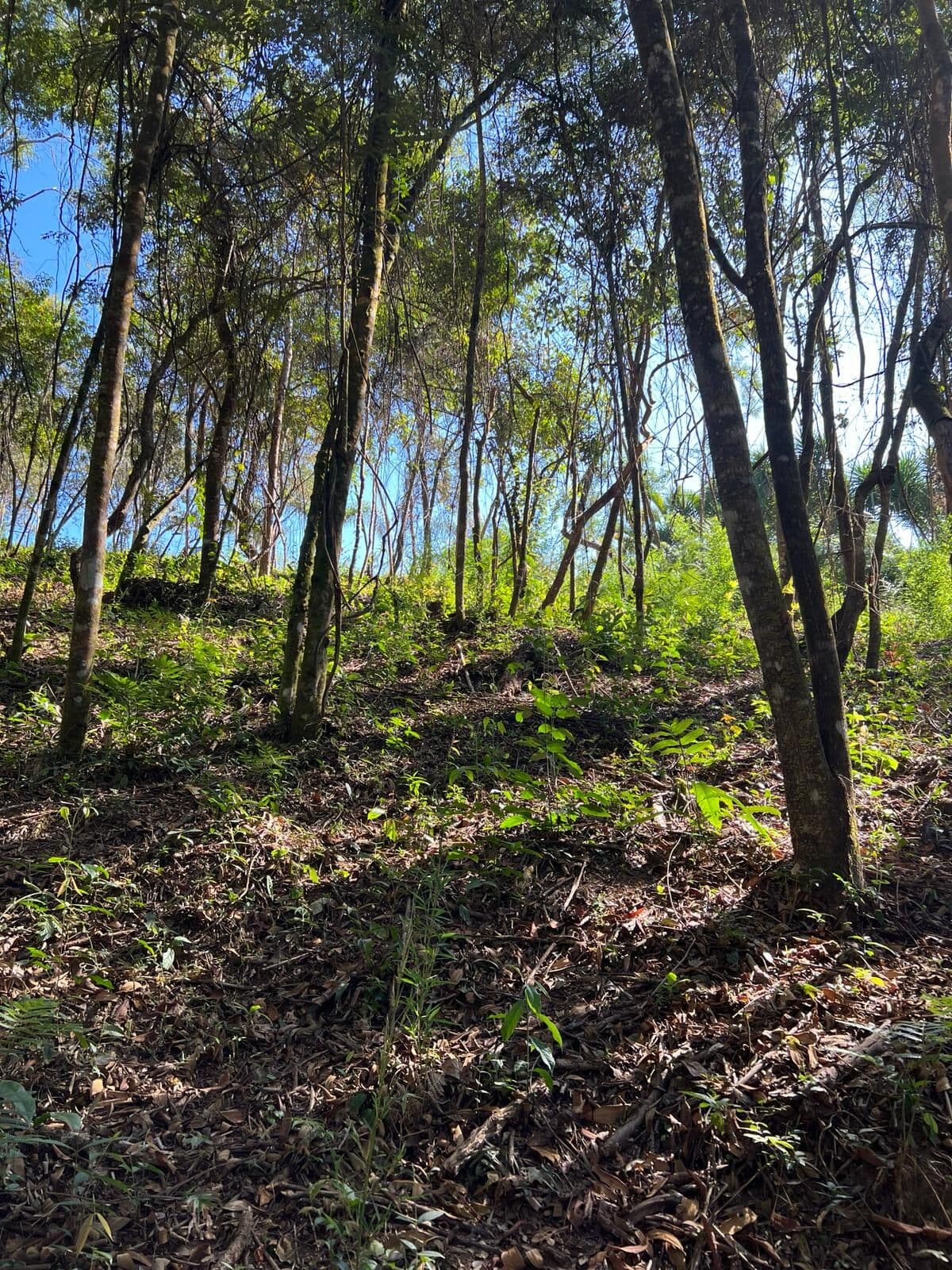 Terreno Condomínio Pasárgada, Nova Lima/MG