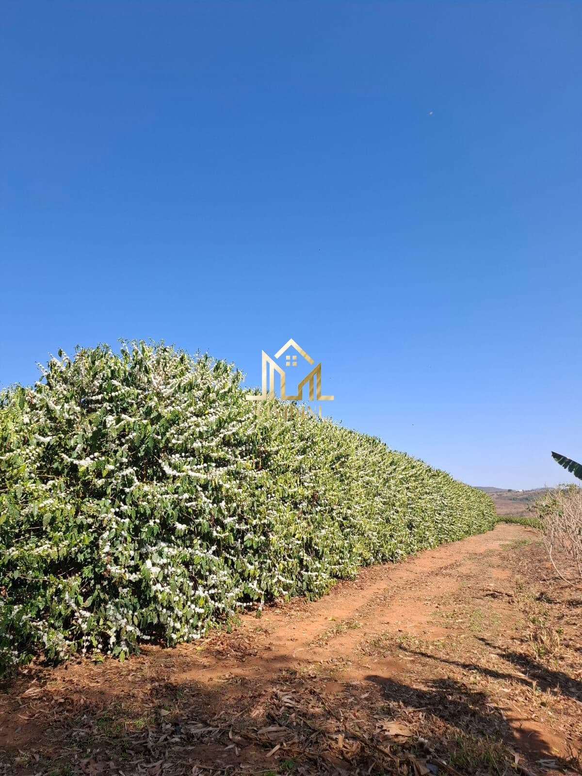 Fazenda/Sítios/Chácaras em Patrocínio - Centro