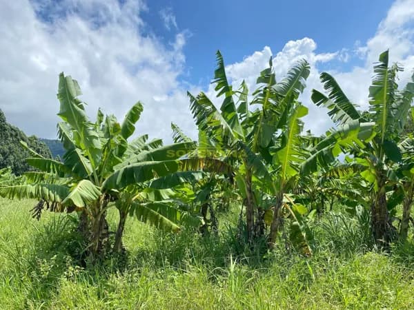 Lote/Terreno em Terra de Areia - Terra de Areia
