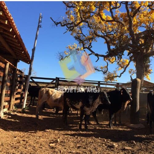 🏡 Fazendinha à Venda em Congonhas do Norte