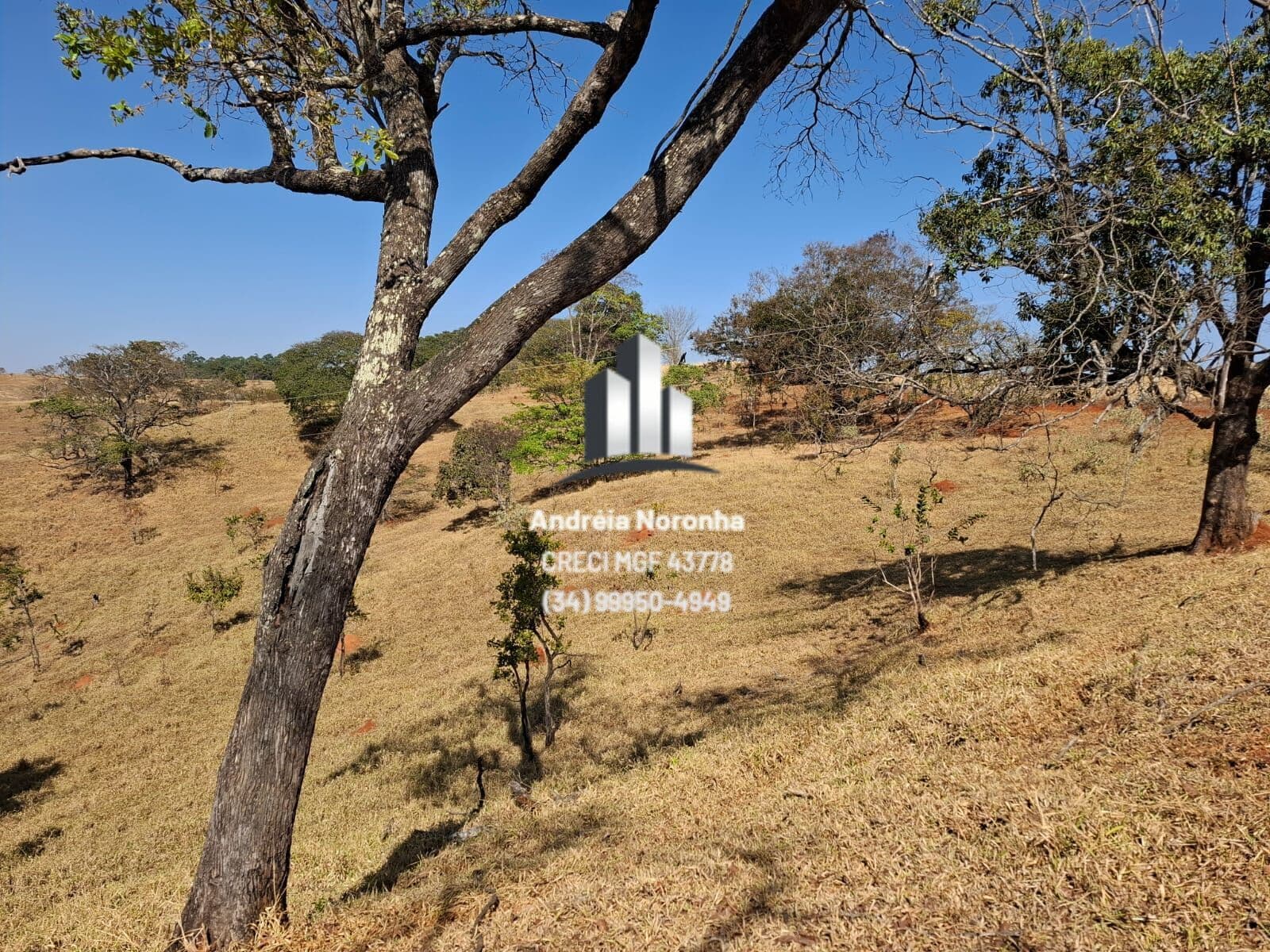 FAZENDA NA BEIRA DO ASFALTO SENTIDO CAMPO ALEGRE / LAGOA FORMOSA