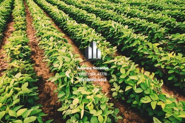 Fazenda 500 Ha em João Pinheiro/MG