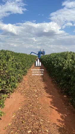 Fazenda de Café - 58 Hectares em Monte Alegre de Minas/MG