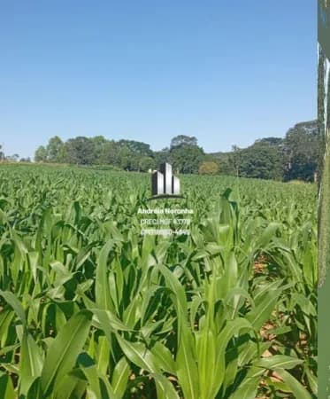 Fazenda 80 Hectares em São Gonçalo do Abaeté/MG