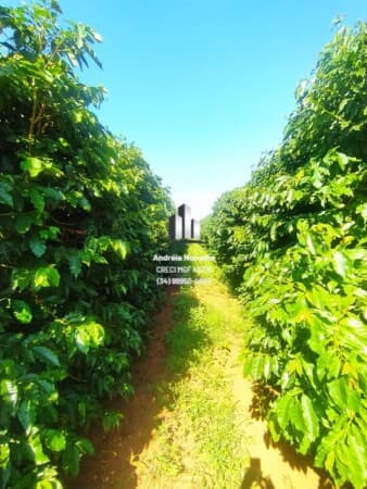 Fazenda 450 Hectares em Monte Carmelo/MG