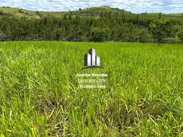 Fazenda 273 Hectares em Presidente Olegário/MG