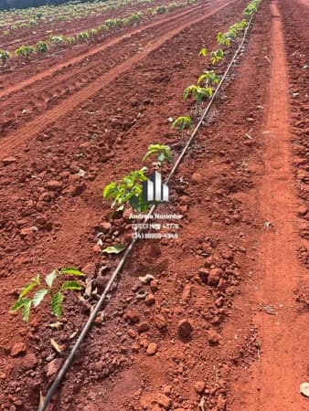 🌳🌴 FAZENDA DE 60 HECTARES COM APTIDÃO PARA CAFÉ – MONTE CARMELO (MG) 🌳🌴