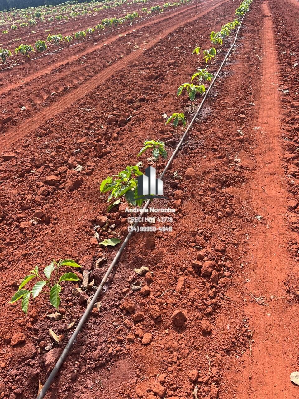 🌳🌴 FAZENDA DE 60 HECTARES COM APTIDÃO PARA CAFÉ – MONTE CARMELO (MG) 🌳🌴
