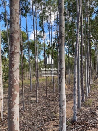 Floresta de Eucalipto Citriodoro 110 Hectares em Coromandel/MG
