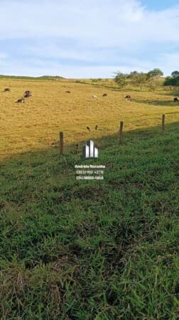 Chácara 5 Hectares na região de Ponto Chic - Patos de Minas
