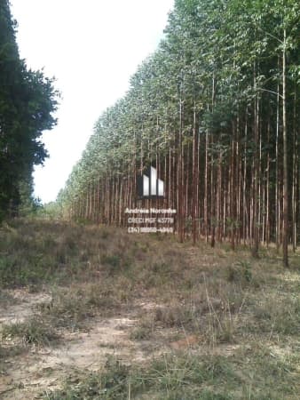 Fazenda de Eucalipto em Varjão de Minas/MG