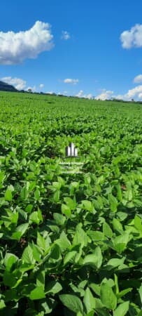 Fazenda/Sítios/Chácaras em Prata - Centro