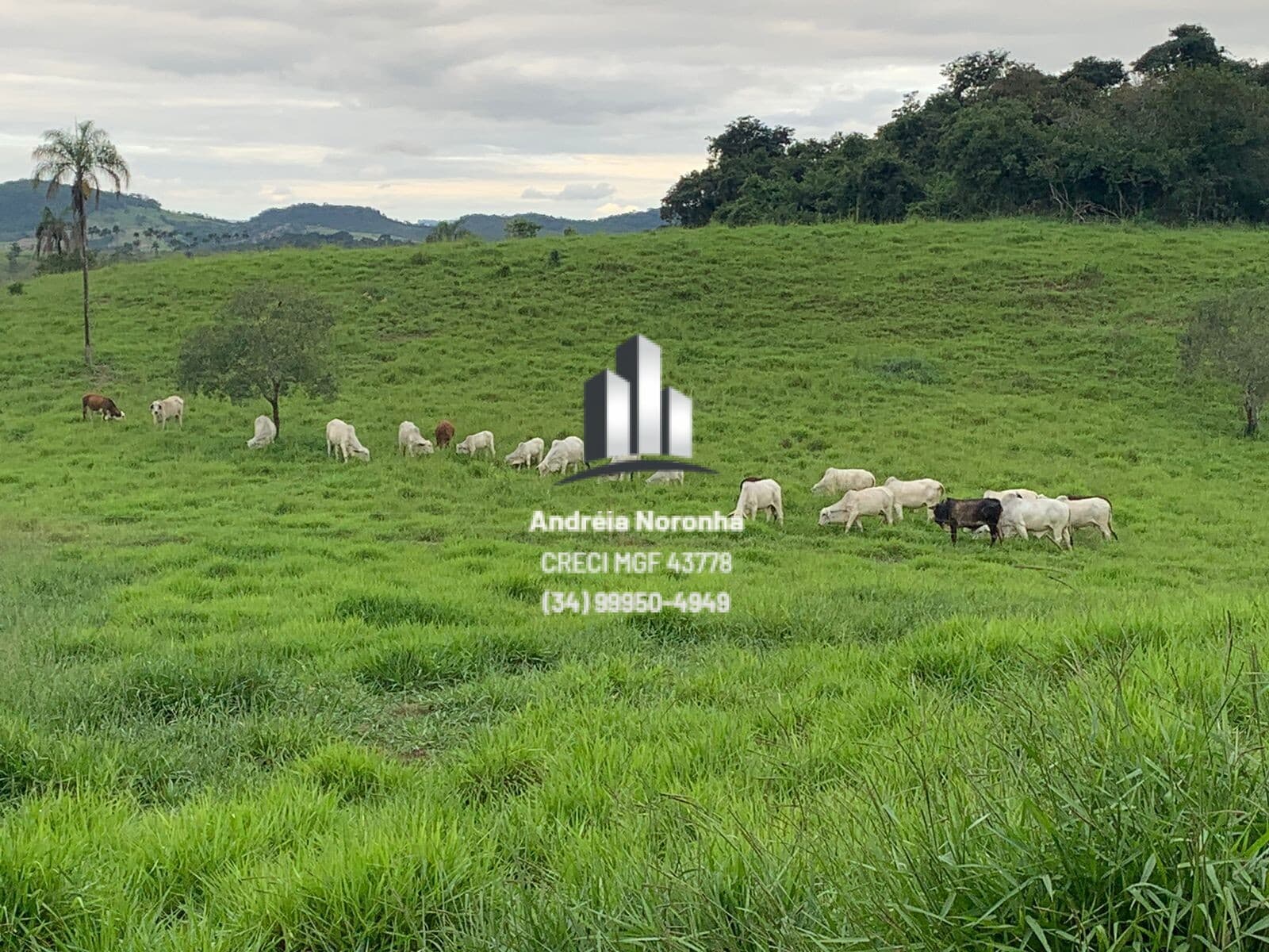 Sítio 8,25 Hectares na região de Capela das Posses, Patos de Minas