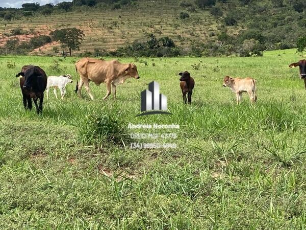 Fazenda 157 Hectares em Presidente Olegário/MG