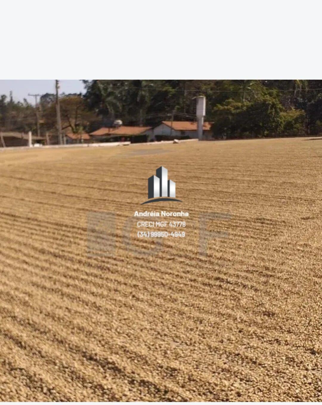Fazenda de Café na região do Alto Paranaíba