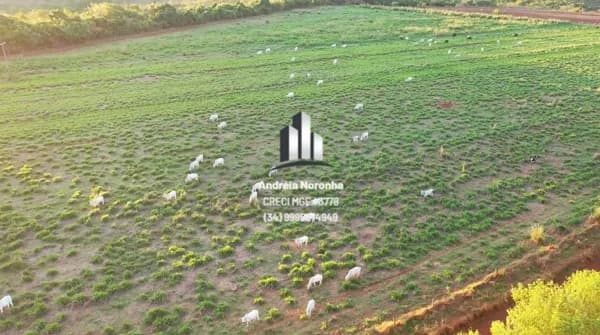 Fazenda 45 Hectares, região de Córrego Rico - Patos de Minas/MG