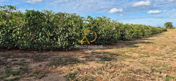 FAZENDA DE CAFÉ