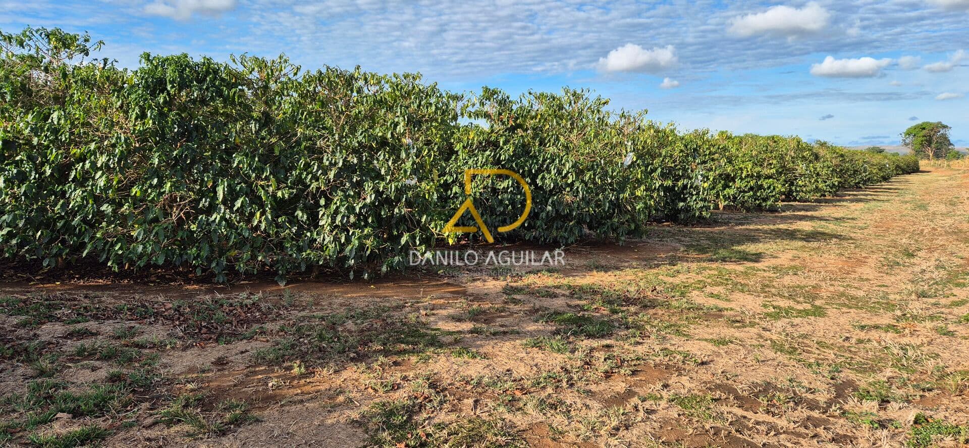 FAZENDA DE CAFÉ