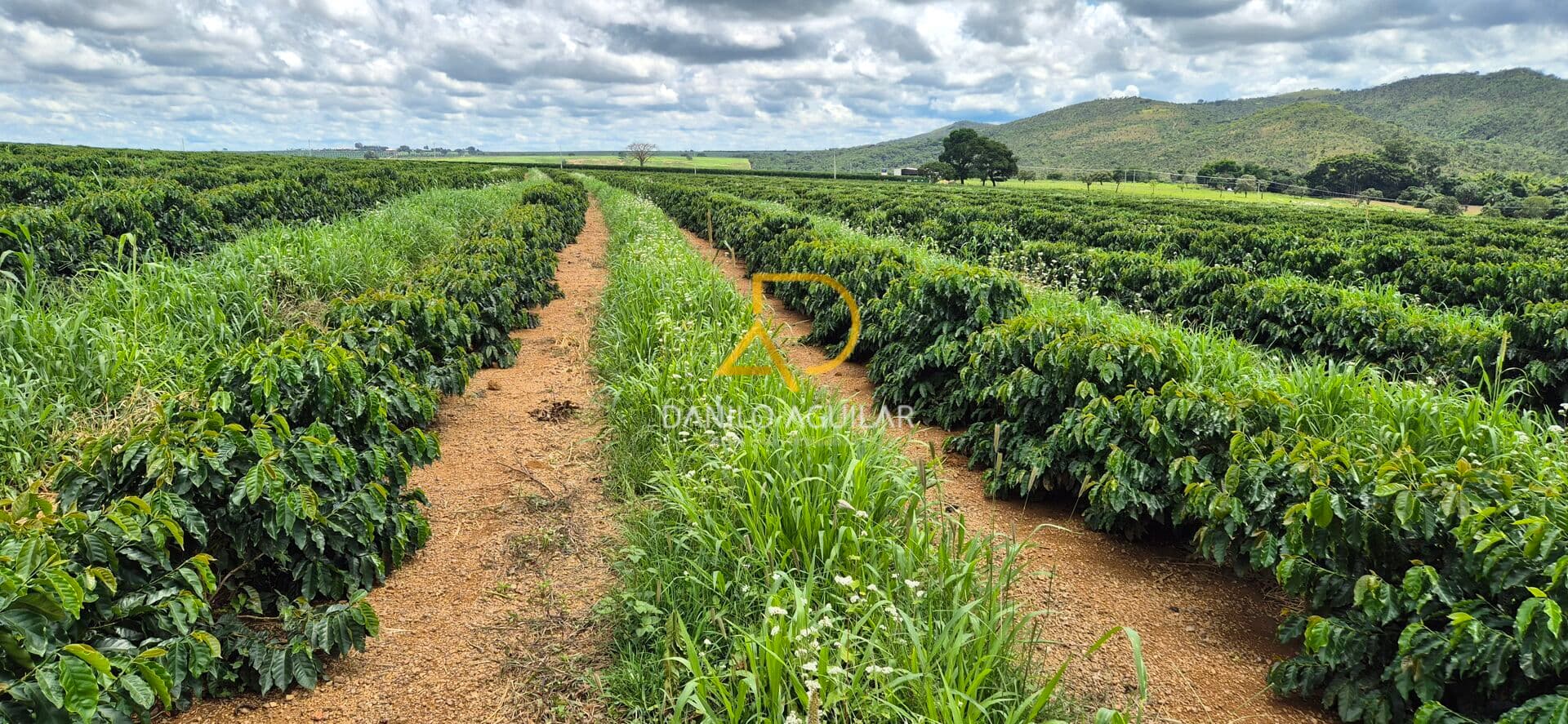 FAZENDA DE CAFÉ