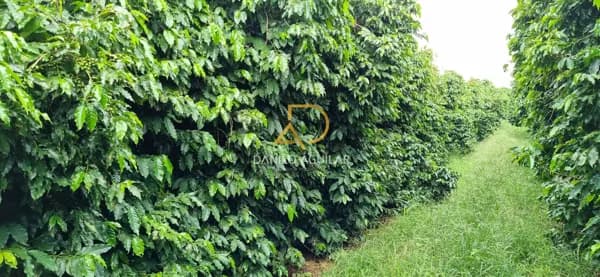 FAZENDA DE CAFÉ
