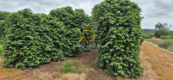 FAZENDA DE PRODUÇÃO DE CAFÉ