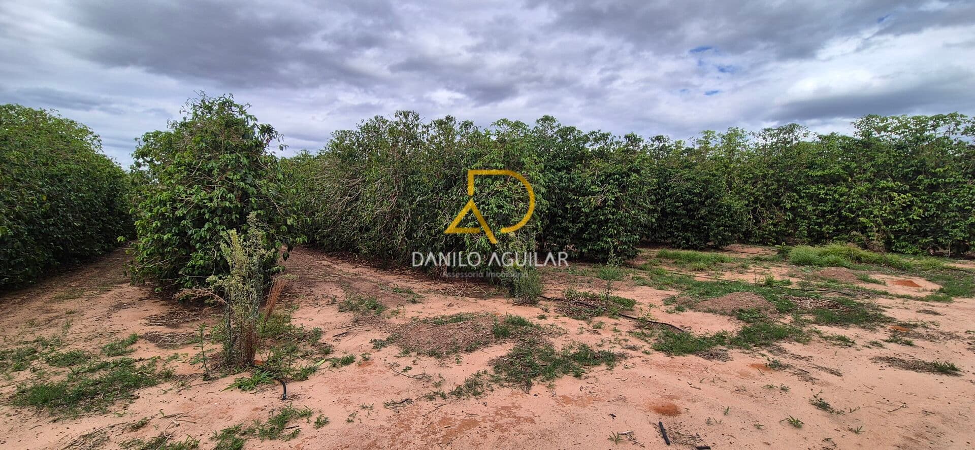 FAZENDA DE CAFÉ