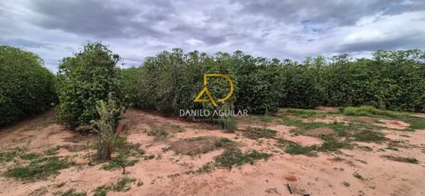 FAZENDA DE CAFÉ