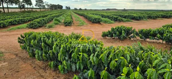 FAZENDA DE PRODUÇÃO DE CAFÉ