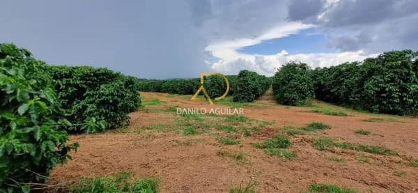 FAZENDA DE CAFEICULTURA