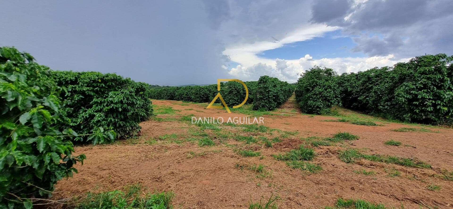 FAZENDA DE CAFEICULTURA