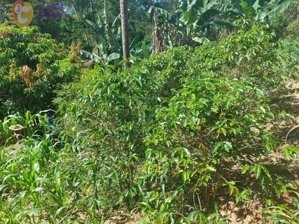 Terreno para venda Ponunduva Estrada Francisco Missé