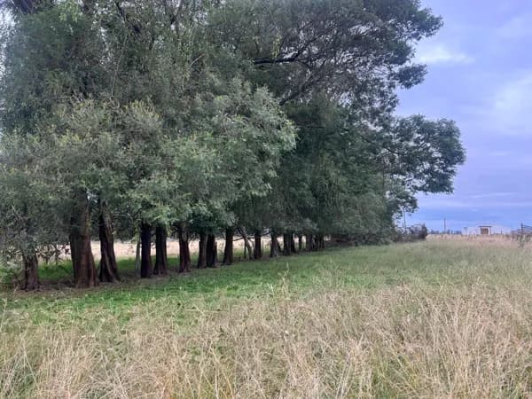 Fazenda/Sítios/Chácaras em Bagé - Área Rural de Bagé